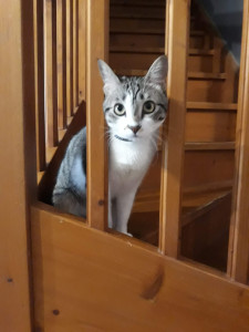 Photo de galerie - Garde animaux