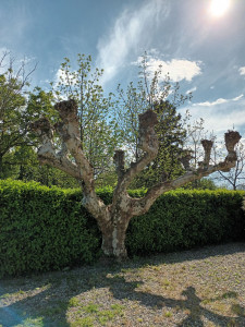 Photo de galerie - Elagage et coupe d'arbres