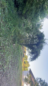 Photo de galerie - Elagage et coupe d'arbres