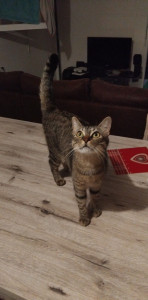 Photo de galerie - Petite minette que j ai adopter 