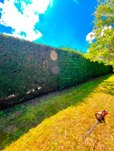 Photo de galerie - Taille de haie de Thuya 