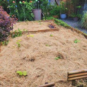 Photo de galerie - Délimitation et mise en place du potager.