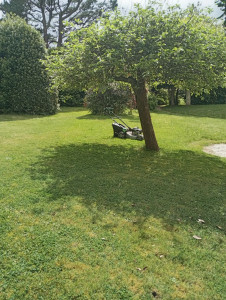 Photo de galerie - Tonte de pelouse - Débroussaillage