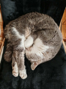 Photo de galerie - Une gentille minette 