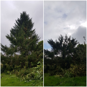 Photo de galerie - Étêtage d'un grand arbre trop proche du voisinage.