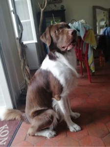 Photo de galerie - Garde chien