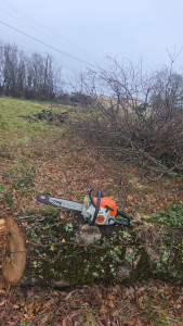 Photo de galerie - Abattage chênes