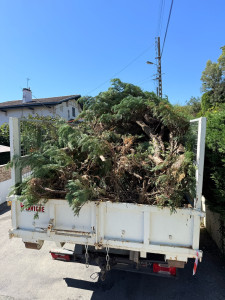 Photo de galerie - Ramassage et évacuation de déchets verts « sapinettes »