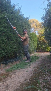 Photo de galerie - Taille de haies et d'arbustes