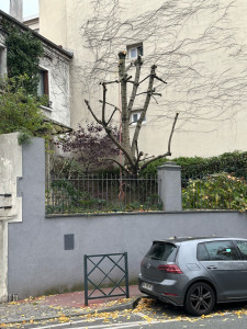 Photo de galerie - Elagage et coupe d'arbres