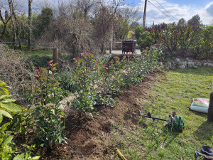 Photo de galerie - Plantation photinia