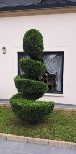 Photo de galerie - Taille et élagage de tout type d'arbre et  arbuste 