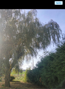 Photo de galerie - Elagage et coupe d'arbres