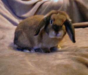 Photo de galerie - Garde animaux