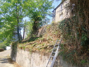 Photo de galerie - Elagage et coupe d'arbres