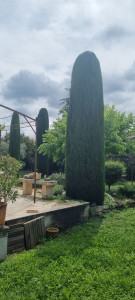 Photo de galerie - Taille de haies et d'arbustes