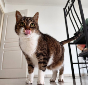 Photo de galerie - Garde chat