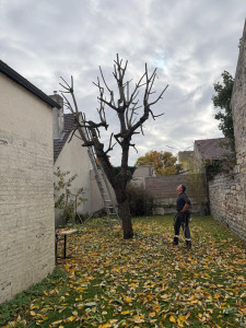 Photo de galerie - élagage et nettoyage