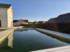 Photo de galerie - Grosse taille de haie de laurier intérieur extérieur, rabais d'une hauteur de 3m à 1m80, nettoyage 