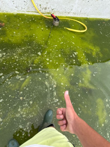 Photo de galerie - Mise en eau complète d’une piscine : vidange du bassin, remise à niveau et rééquilibrage de l’eau pour assurer un démarrage propre et sécurisé de la saison.