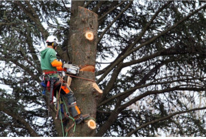 Photo de galerie - élagage 