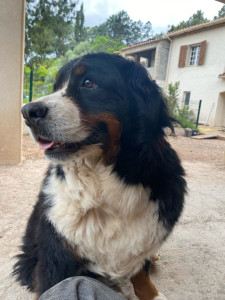 Photo de galerie - Je peus garder des chien pour un péri moment 
