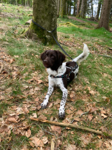 Photo de galerie - Garde chien