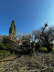 Photo de galerie - Élagage d’un figuier après 2 ans sans entretien. 