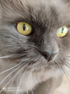 Photo de galerie - Garde chat