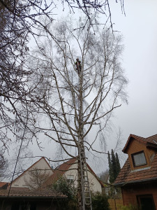 Photo de galerie - Descriptif d’intervention :
Réalisation d’une taille sanitaire aujourd’hui sur un bouleau. Suppression des branches mortes, abîmées ou malades afin d’améliorer l’état sanitaire de l’arbre et de sécuriser son environnement.