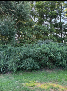 Photo de galerie - Nettoyage et taille d’un massif 