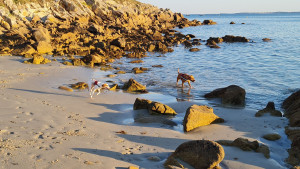 Photo de galerie - Garde et balade en bord de mer de la jeune épagneul Uguette