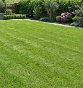 Photo de galerie - Tonte de pelouse - Débroussaillage