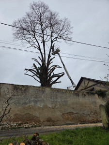 Photo de galerie - Taille de haies et d'arbustes