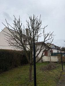 Photo de galerie - Fruitiers