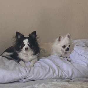 Photo de galerie - Garde animaux