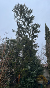 Photo de galerie - Elagage et coupe d'arbres