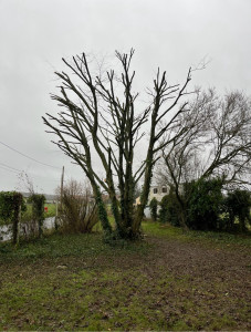 Photo de galerie - élagage d’arbres 