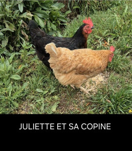 Photo de galerie - LES BELLES POULETTES 