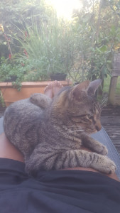 Photo de galerie - Gypsy