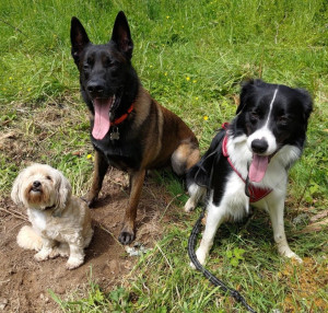 Photo de galerie - Garde chien