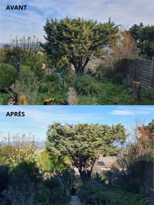 Photo de galerie - Elagage et coupe d'arbres