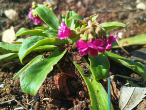 Photo de galerie - Un petit lewisia, lui aussi relativement rustique (et magnifique)