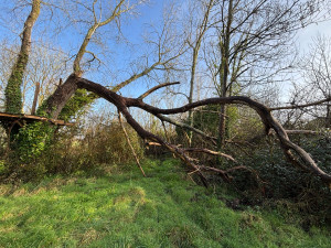 Photo de galerie - Abattage d’un arbre tombé après la tempête