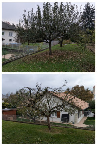 Photo de galerie - Elagage et coupe d'arbres