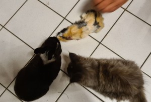 Photo de galerie - Amis des animaux, nous voici