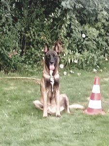 Photo de galerie - Pattes'Soucis vous propose des séances d'éducation canine
Plus d'information sur demande. 