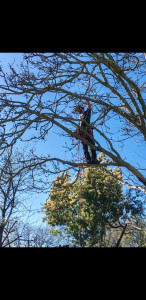 Photo de galerie - Taille sanitaire sur un noyer 