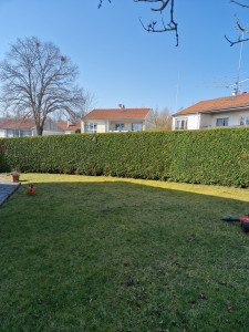 Photo de galerie - Taille de haies et d'arbustes