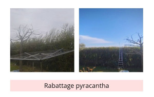 Photo de galerie - Taille de haies et d'arbustes